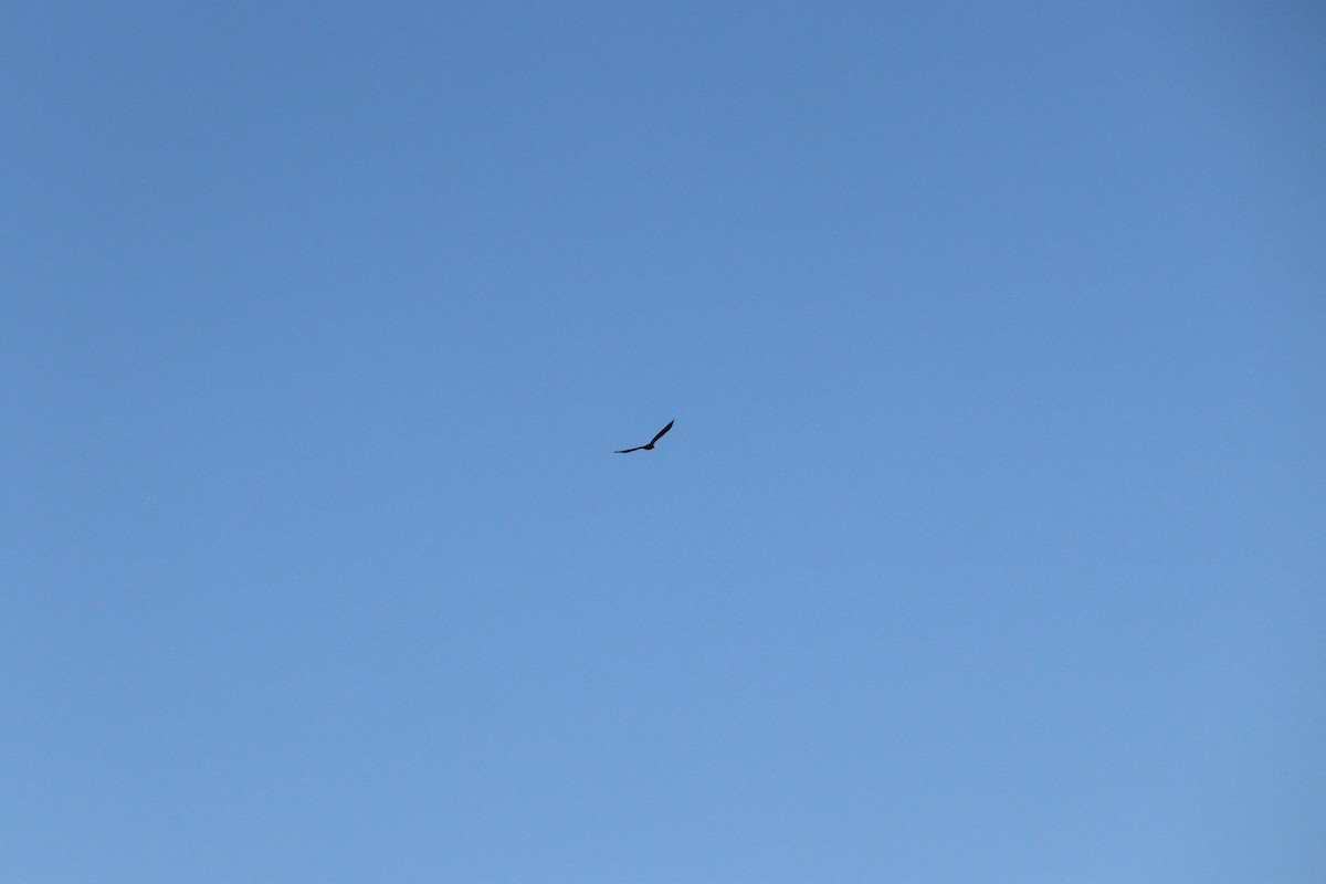 Белоголовый орлан - ML612855838