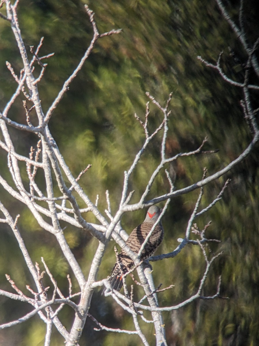 Northern Flicker (Yellow-shafted x Red-shafted) - ML612855865