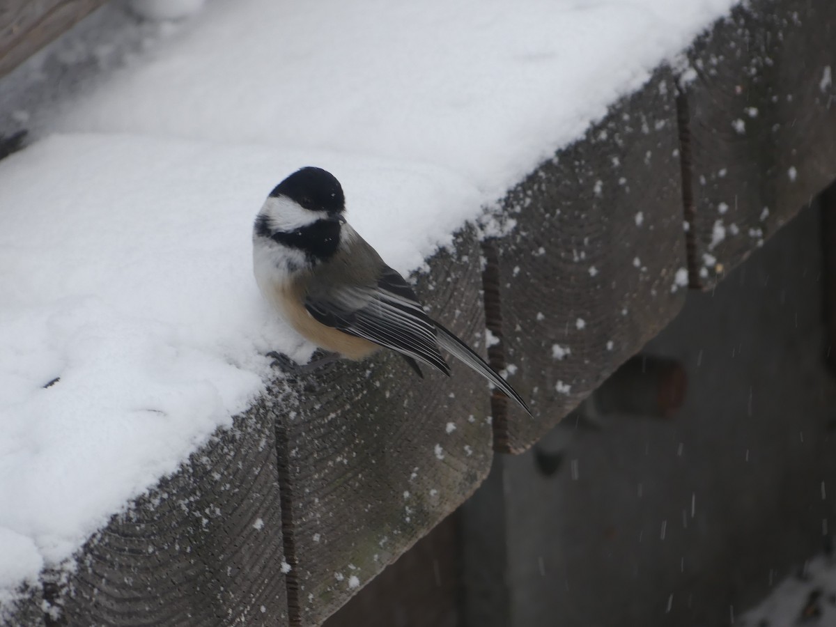 Black-capped Chickadee - ML612855939