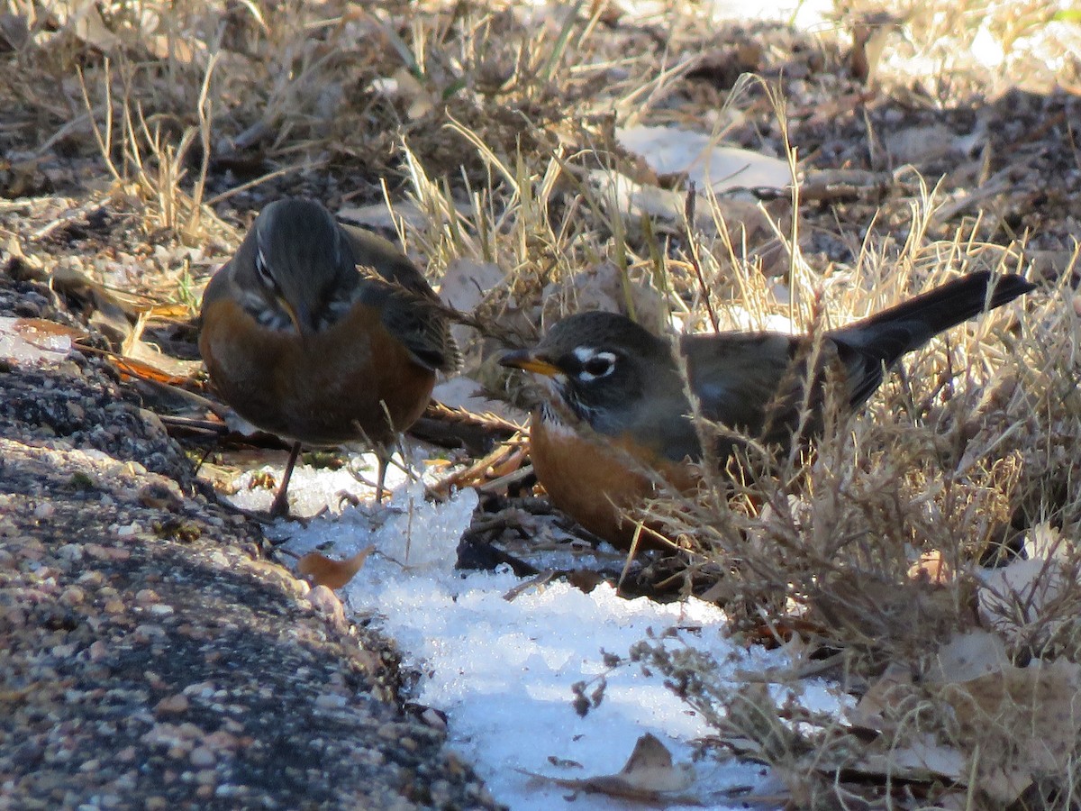 American Robin - ML612855963