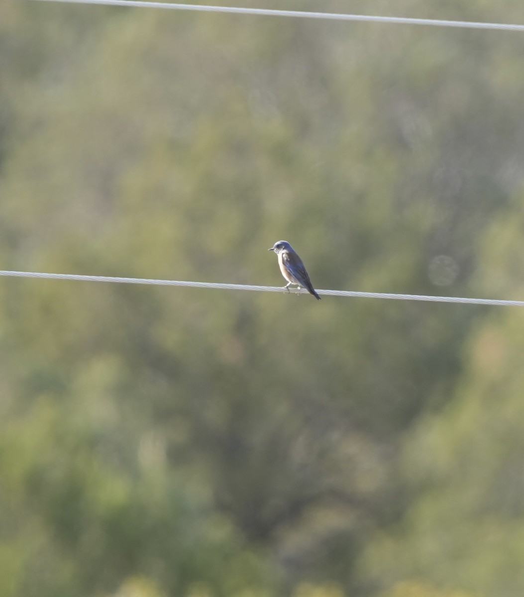 Eastern Bluebird - John Rhoades