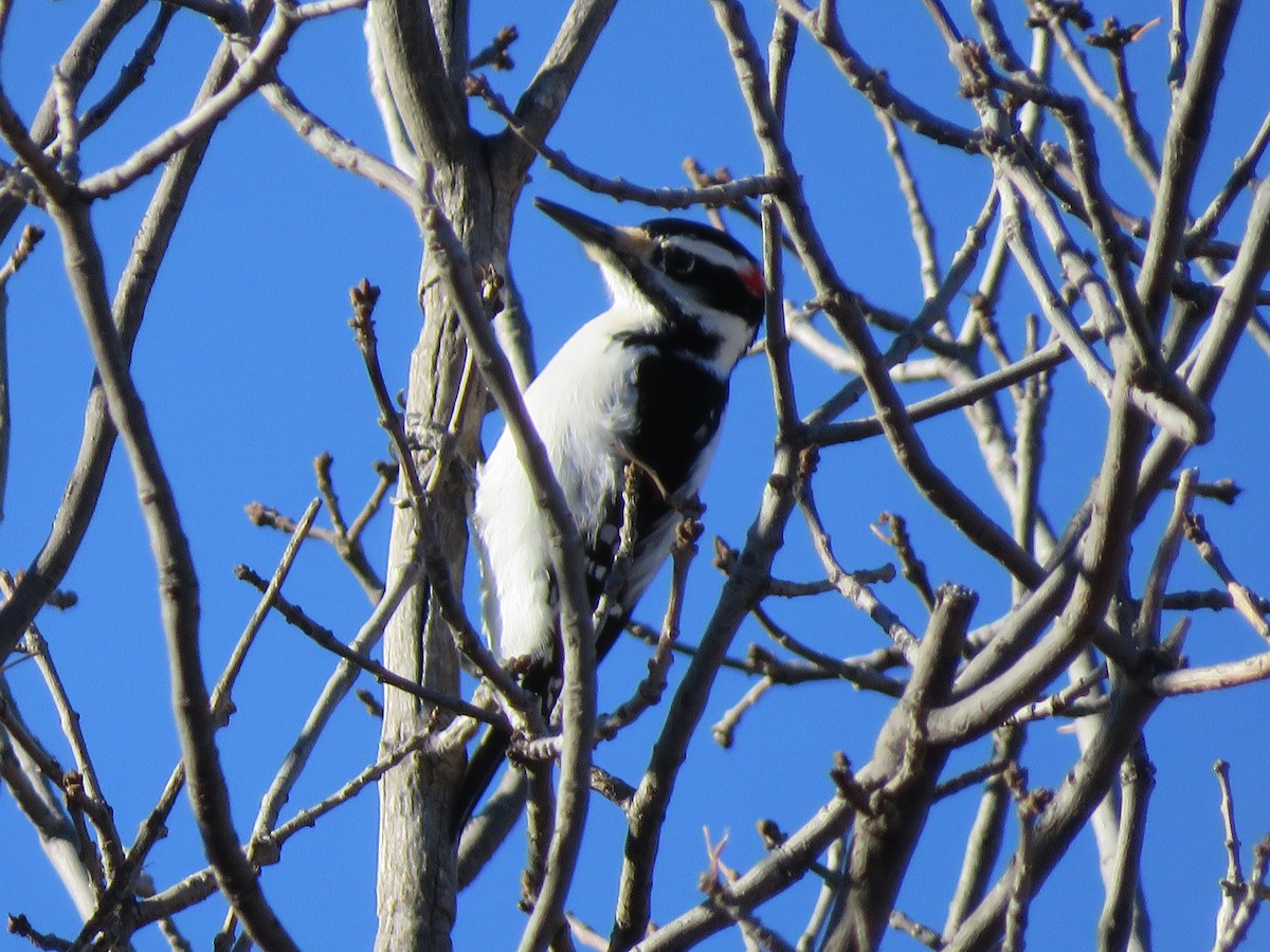 Hairy Woodpecker - Lisa Hoffman