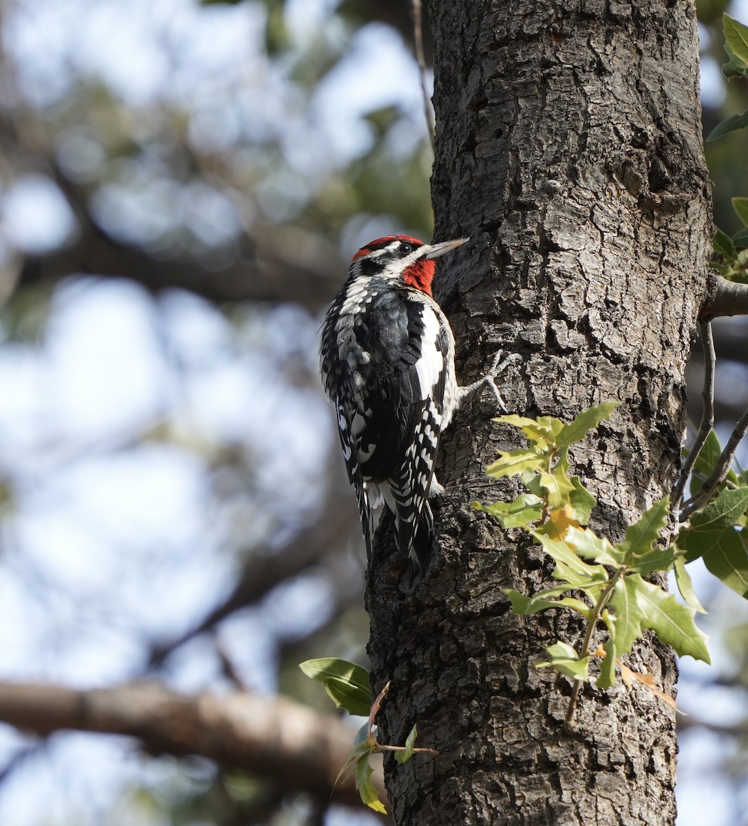 Red-naped Sapsucker - John Rhoades