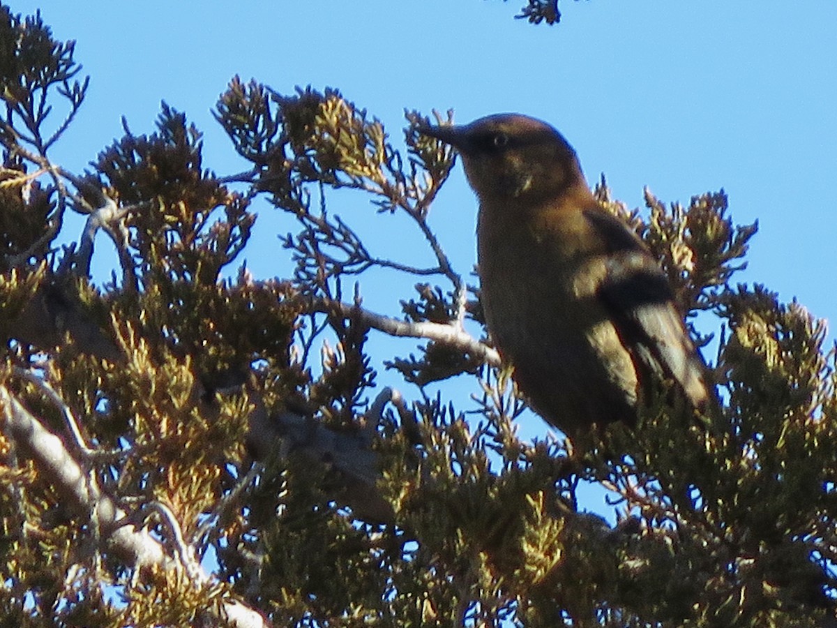 Rusty Blackbird - ML612856106