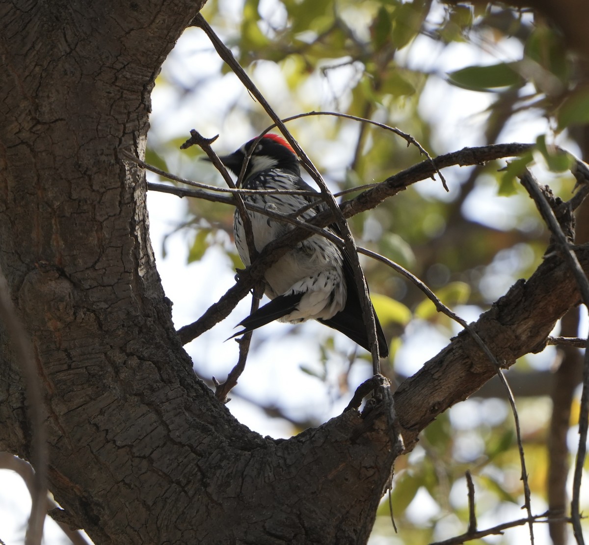 Acorn Woodpecker - John Rhoades