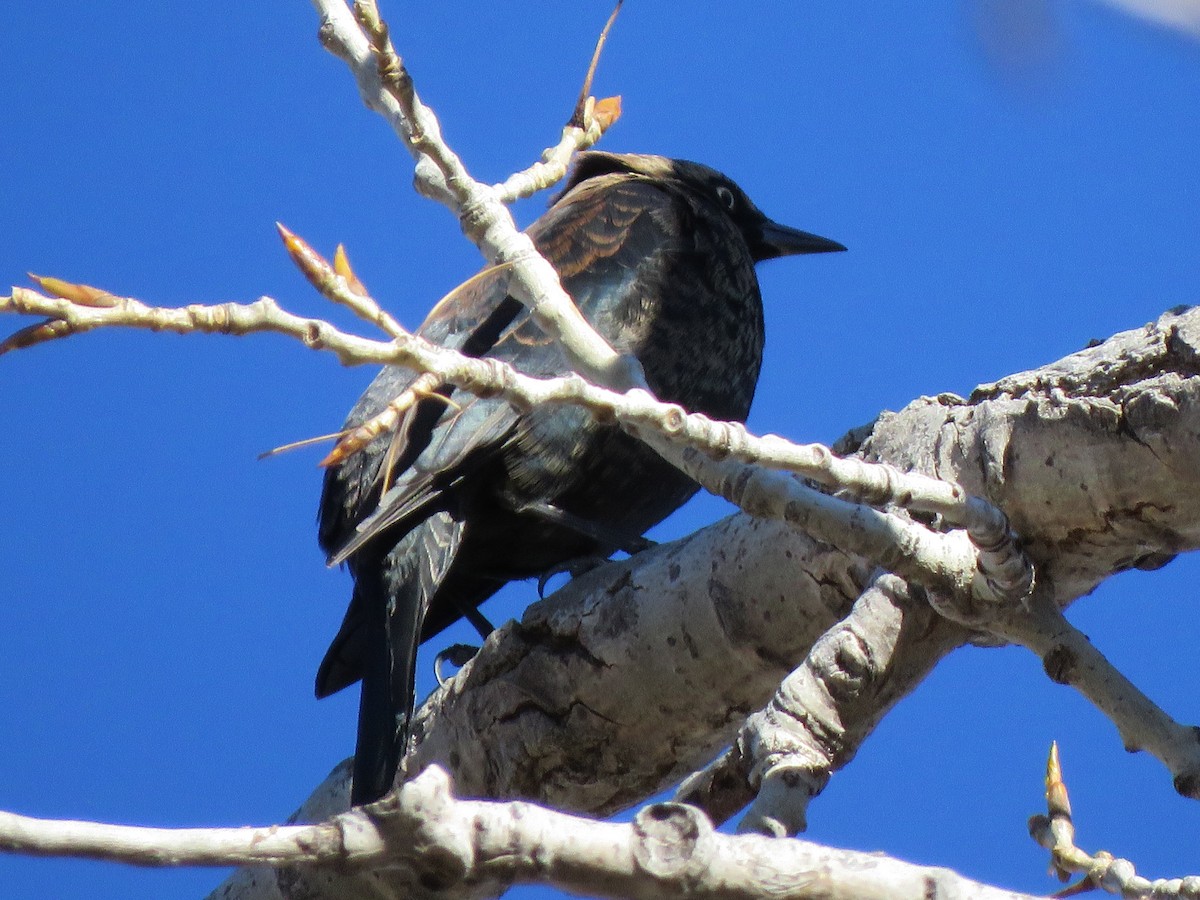 Rusty Blackbird - Lisa Hoffman