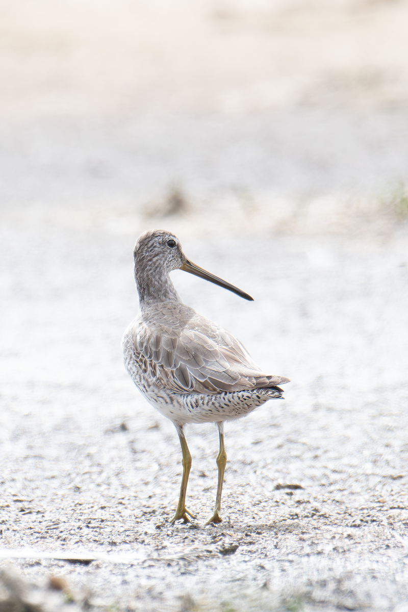 Short-billed Dowitcher - ML612856227