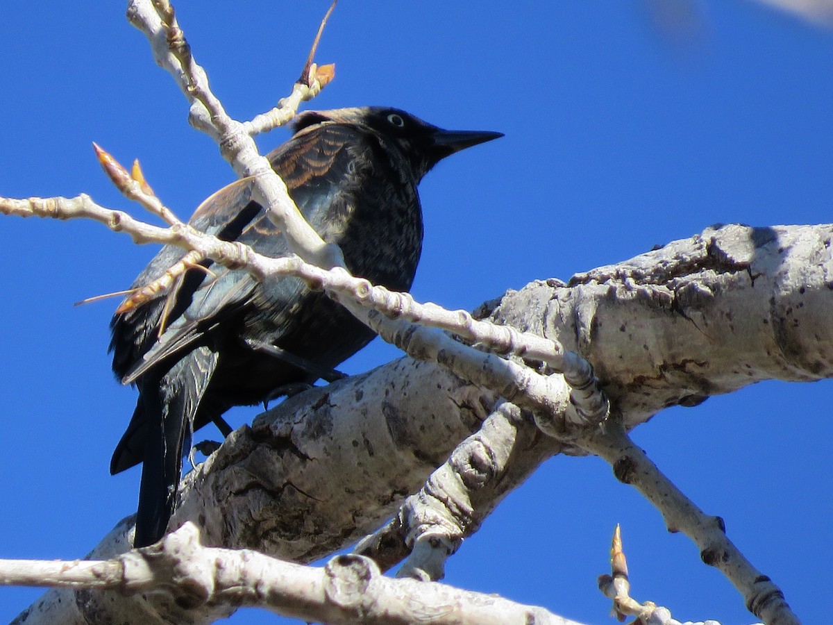 Rusty Blackbird - ML612856235