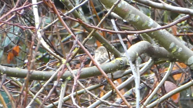 Redpoll (Common) - ML612856244