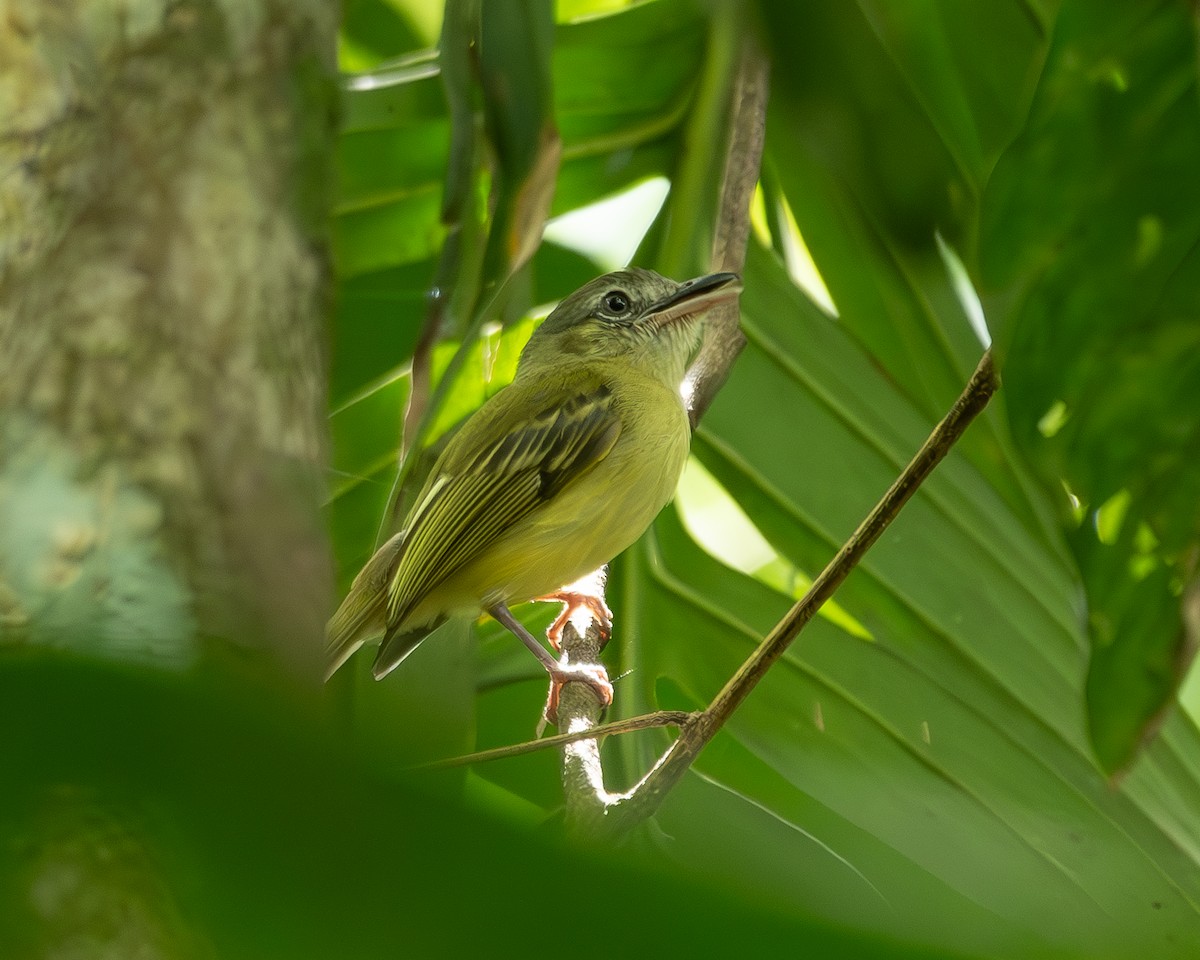 Yellow-olive Flatbill (Yellow-olive) - ML612856540