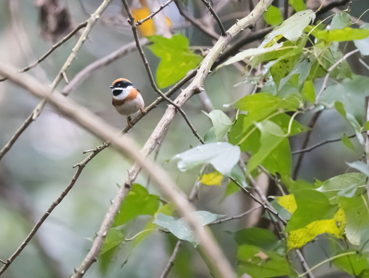 Black-throated Tit - Dong Yan