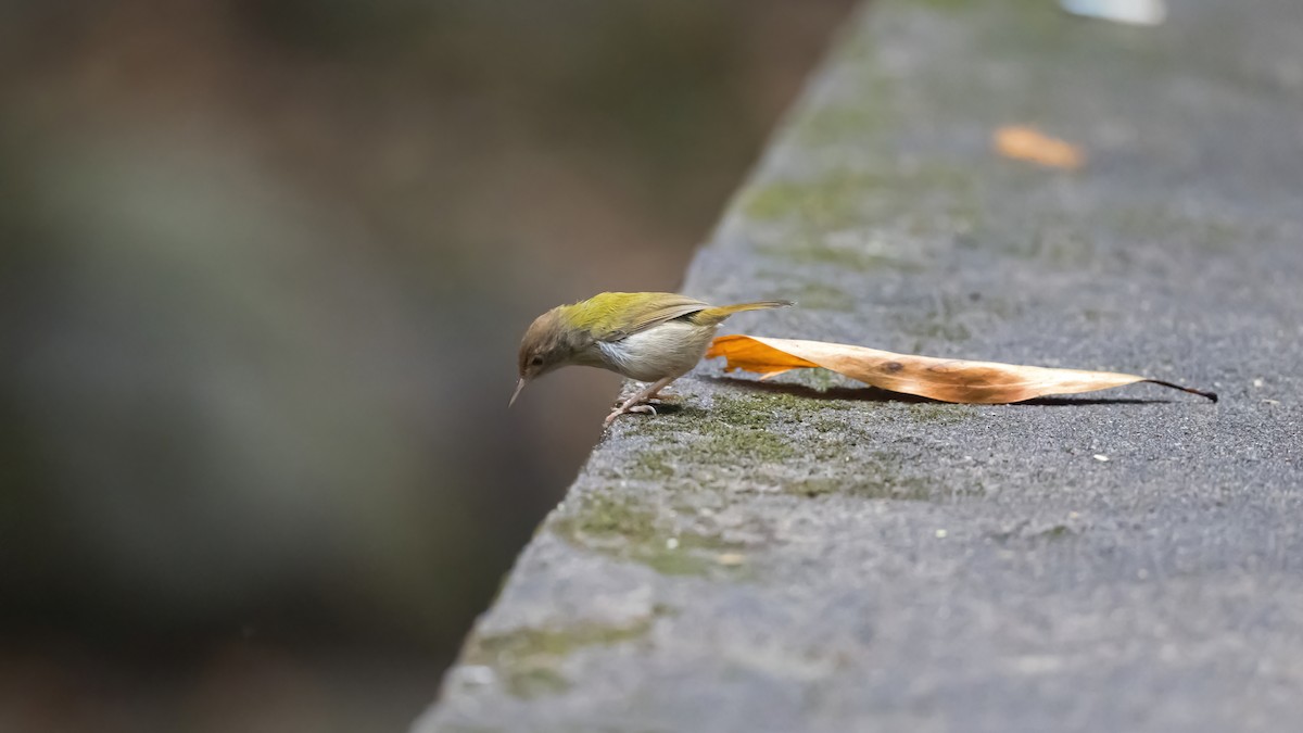 Common Tailorbird - Dong Yan