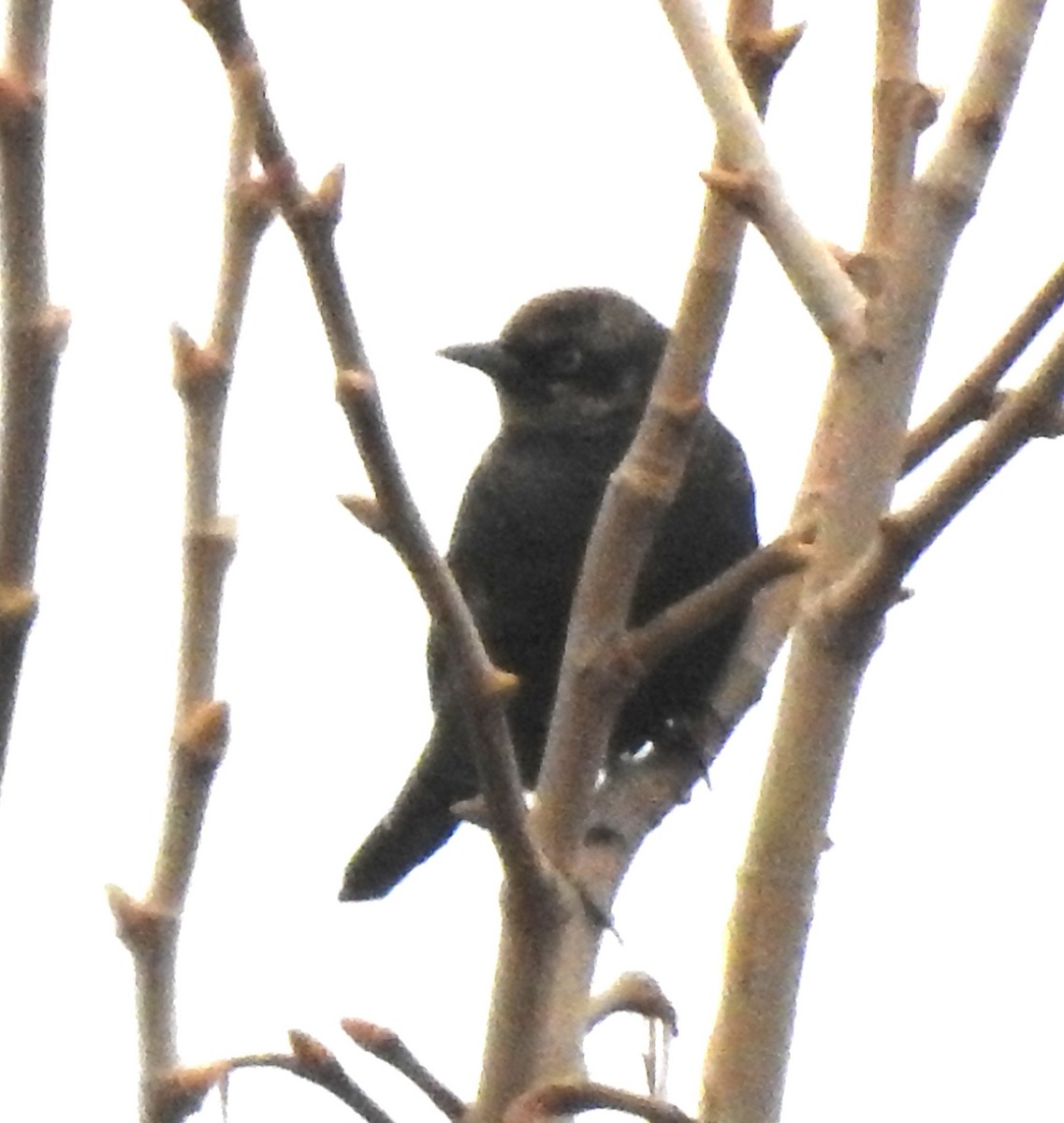 Rusty Blackbird - ML612856807