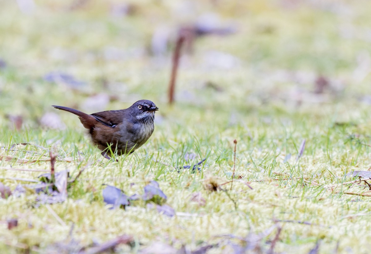 Tasmanian Scrubwren - Jarrod Kath