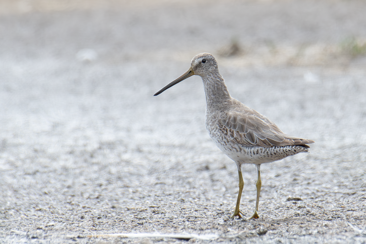 Short-billed Dowitcher - ML612856895