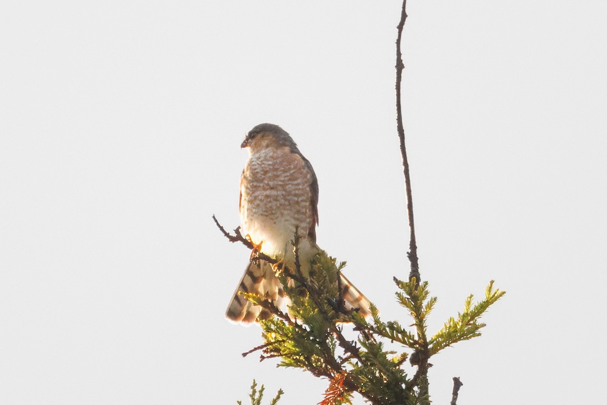 Sharp-shinned Hawk - ML612856987