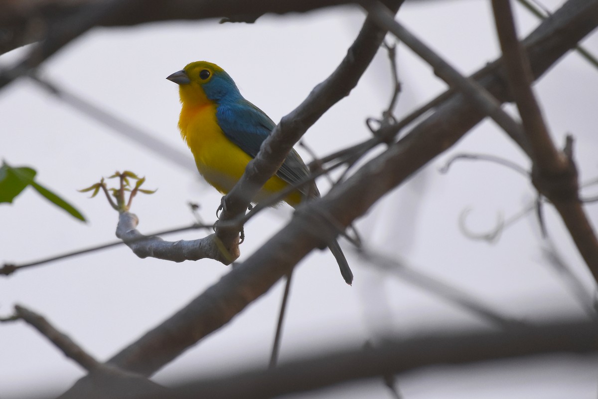 Orange-breasted Bunting - ML612857006