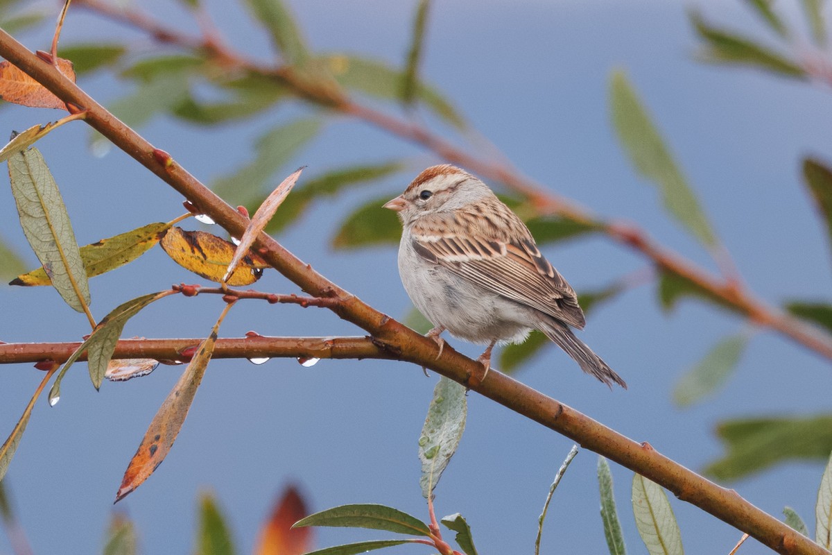 Chipping Sparrow - ML612857007