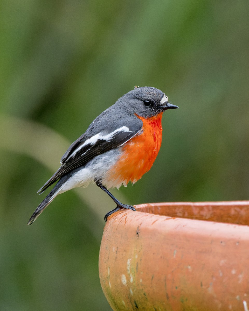 Flame Robin - Jarrod Kath