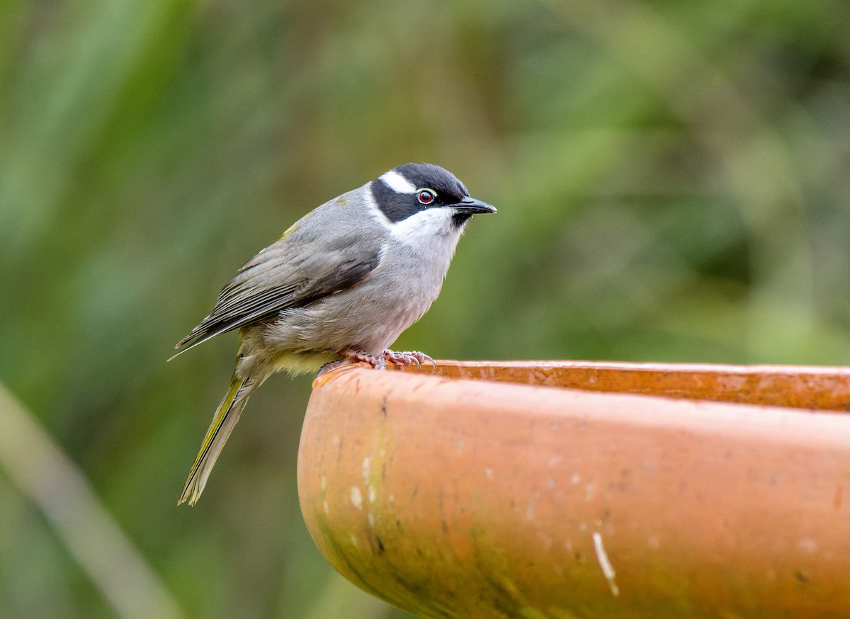 Strong-billed Honeyeater - ML612857033