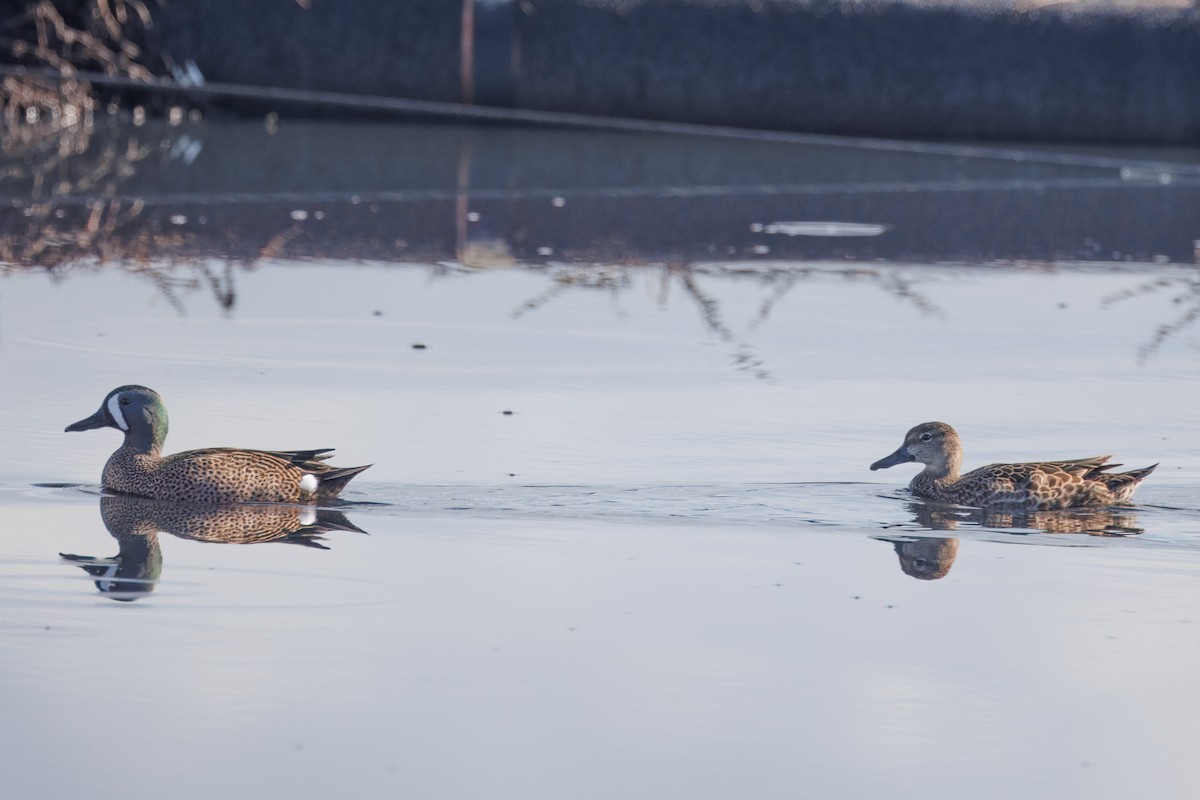 Blue-winged Teal - ML612857047