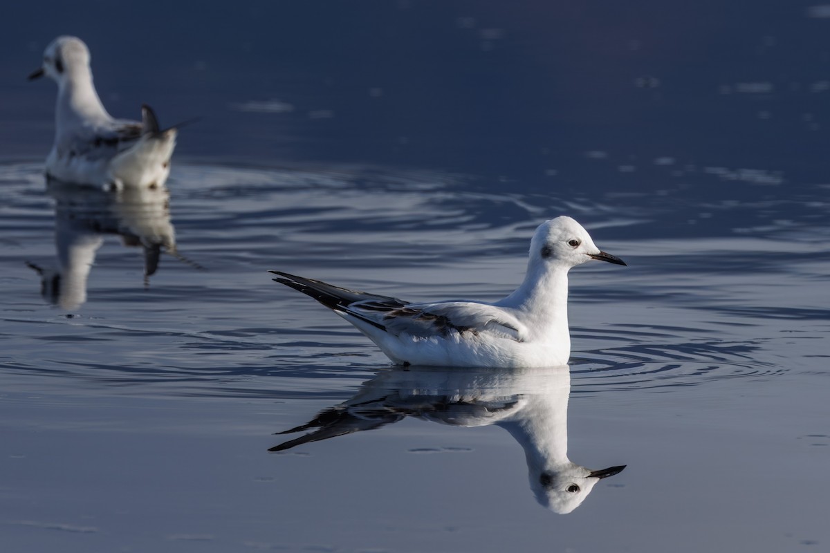 Bonaparte's Gull - ML612857067