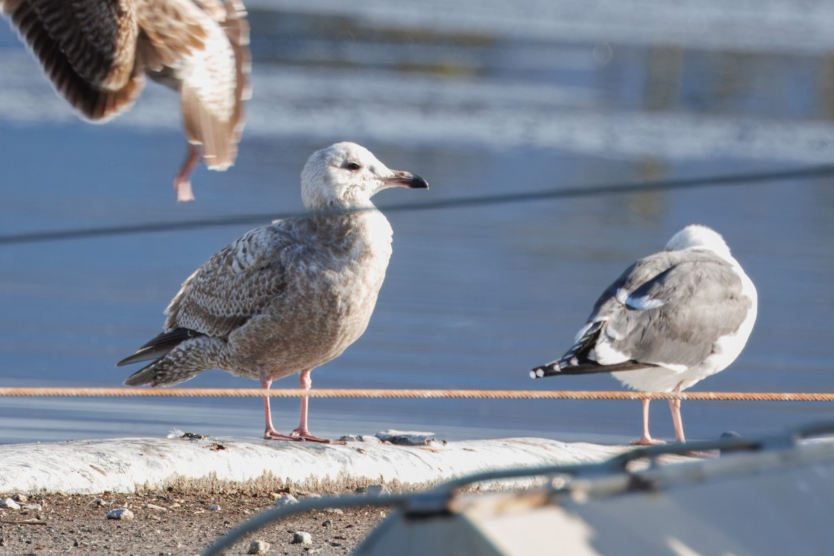 Herring Gull - ML612857089