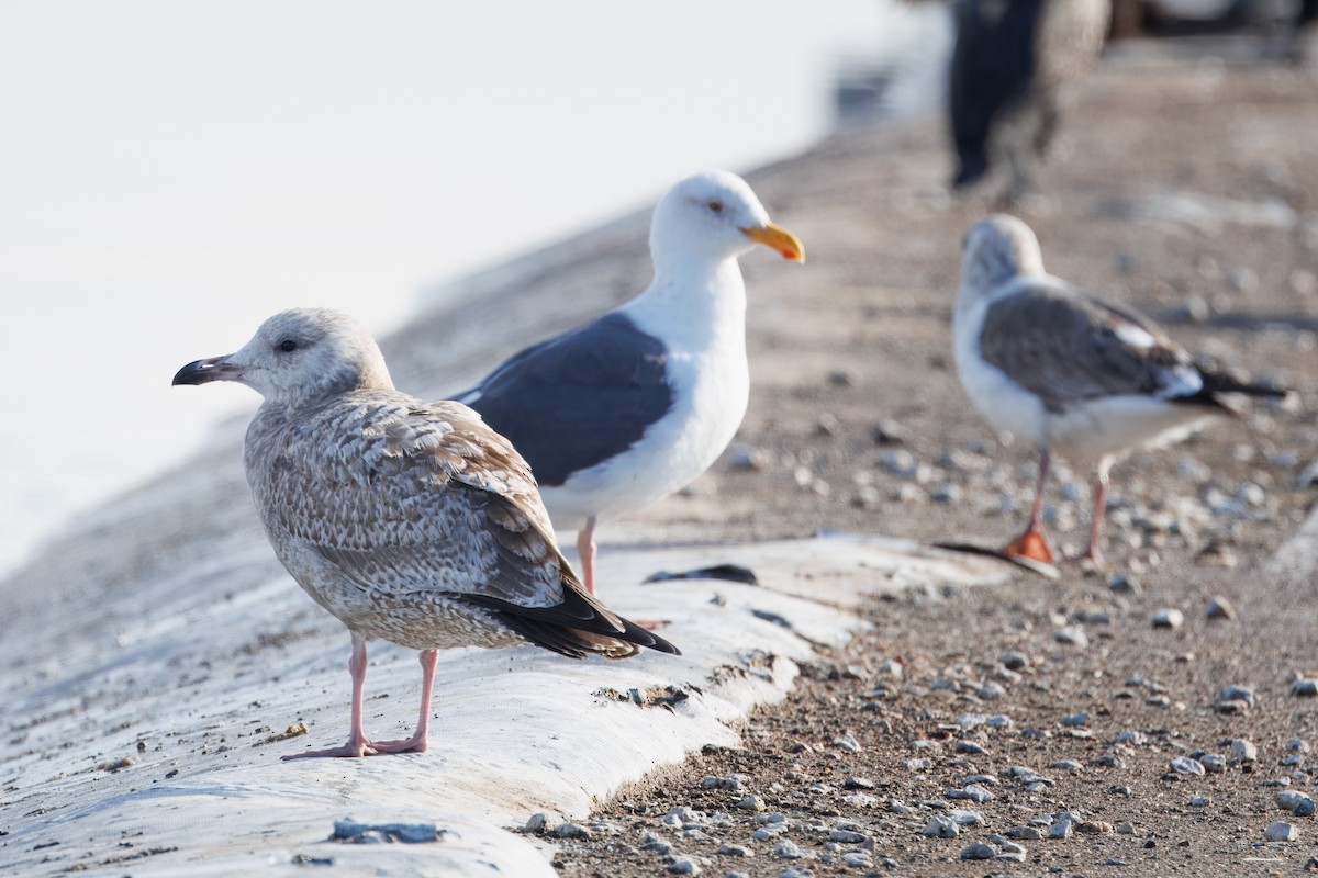 Herring Gull - ML612857093