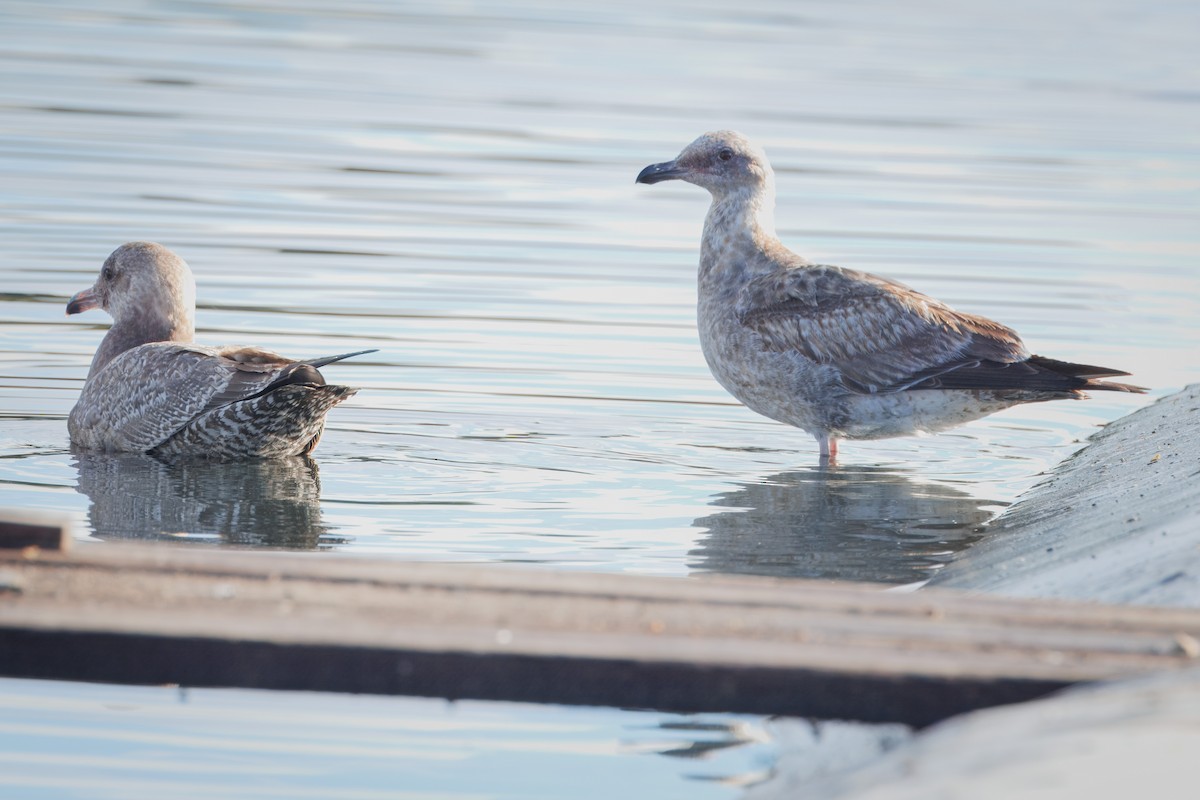 Herring Gull - ML612857098