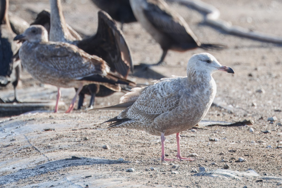 Herring Gull - John Callender