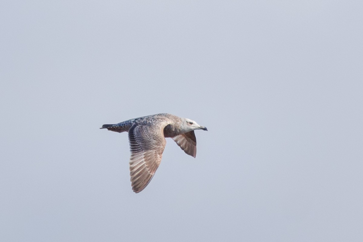 Herring Gull - ML612857107