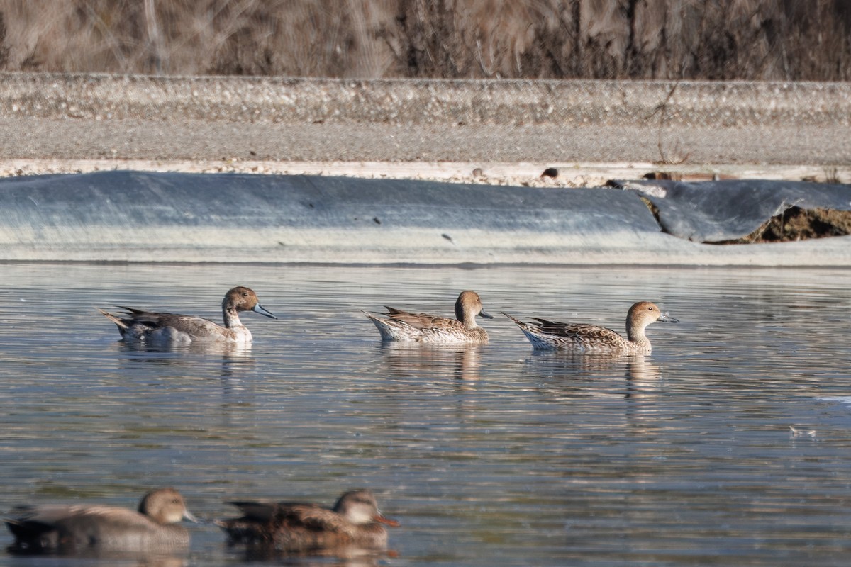 Northern Pintail - ML612857122