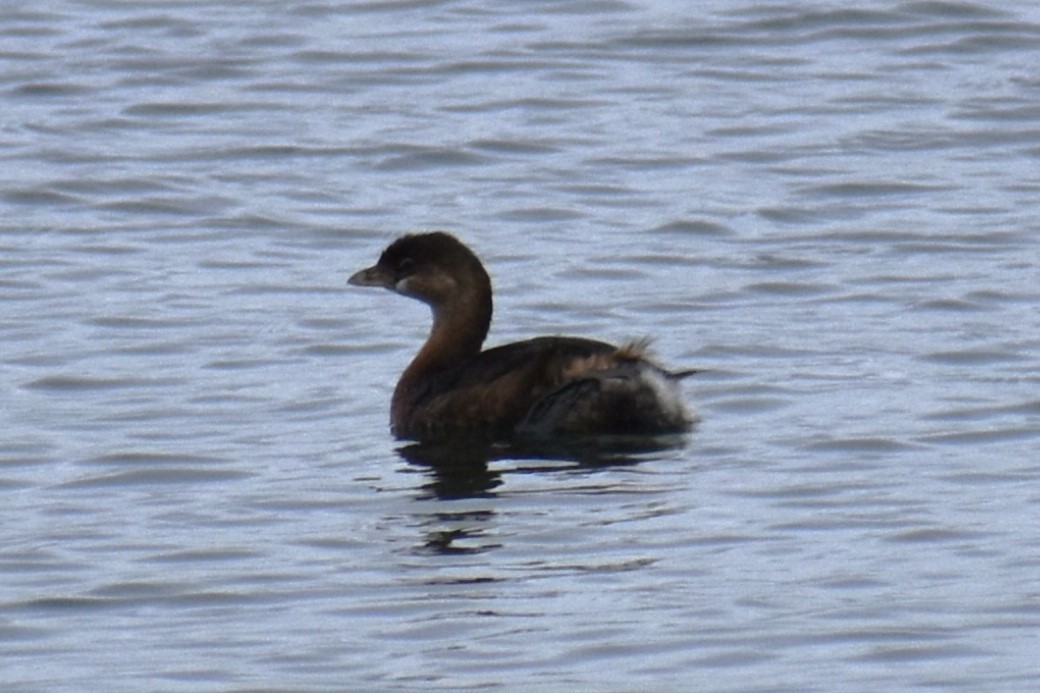 Pied-billed Grebe - Bill Hubbard