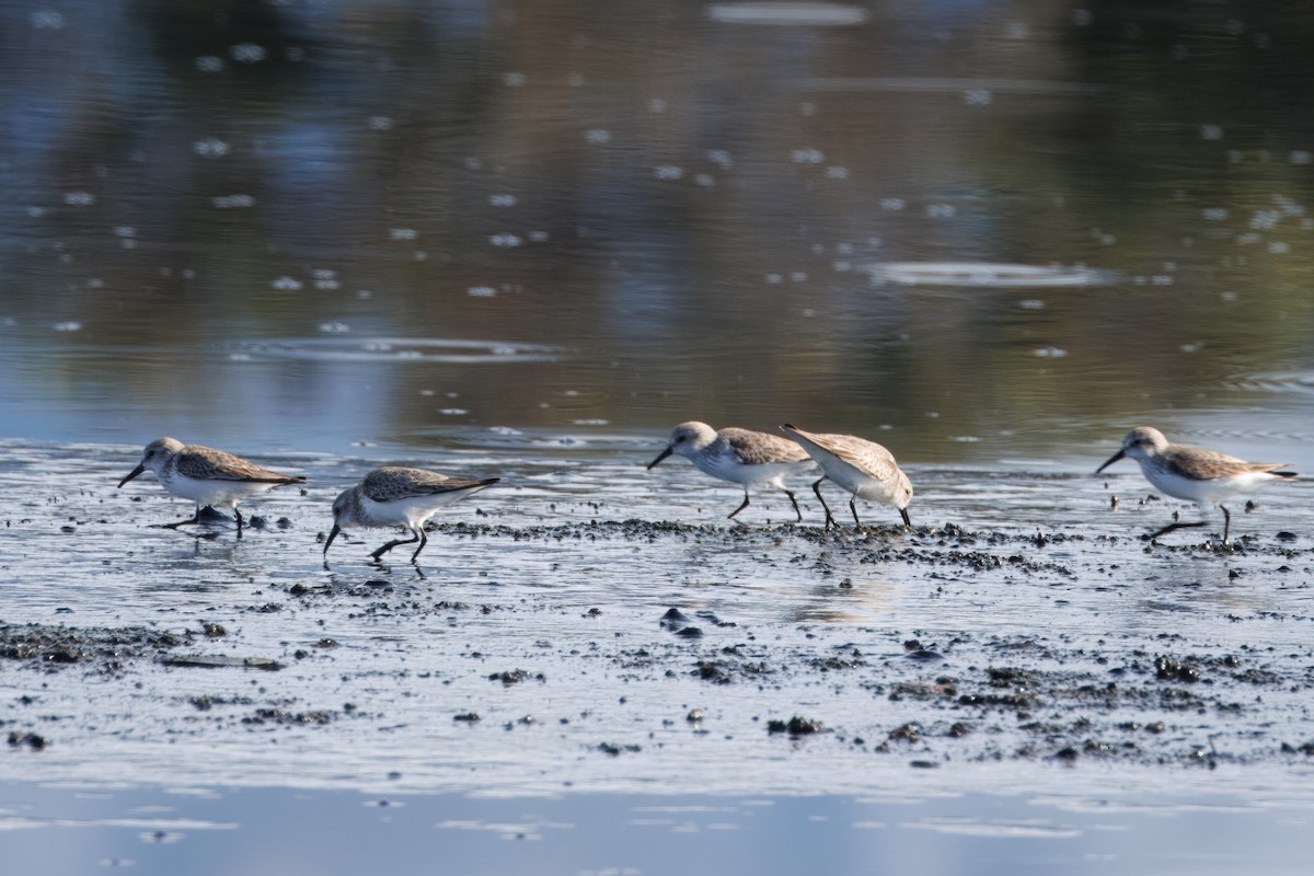 Western Sandpiper - ML612857136