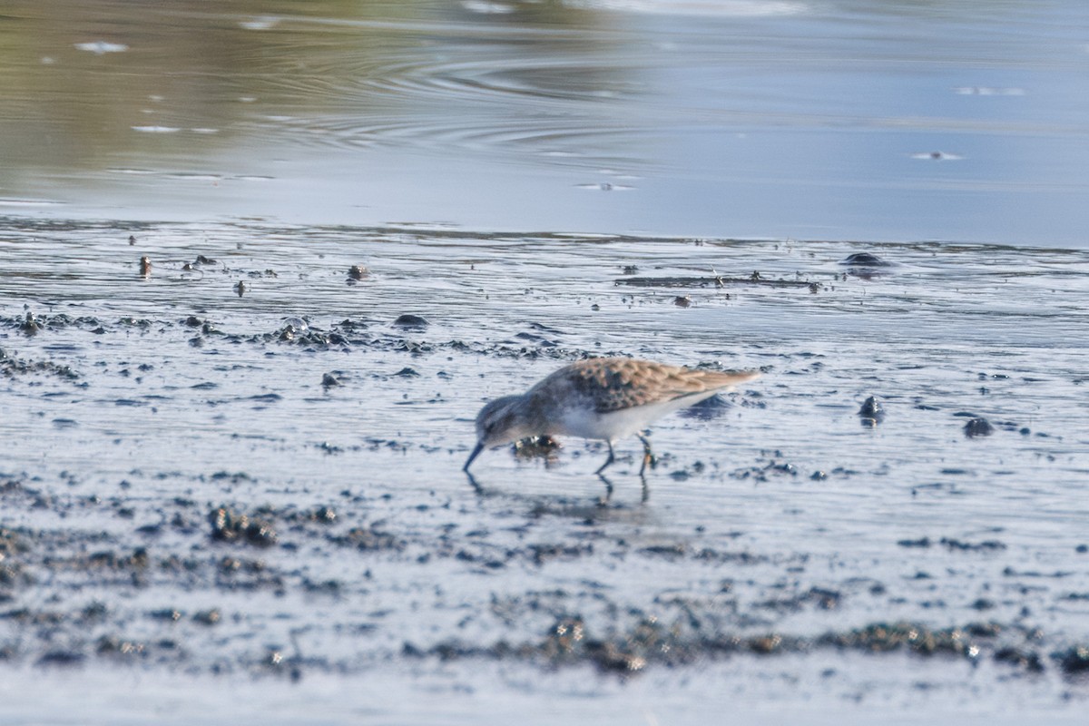 Least Sandpiper - ML612857142