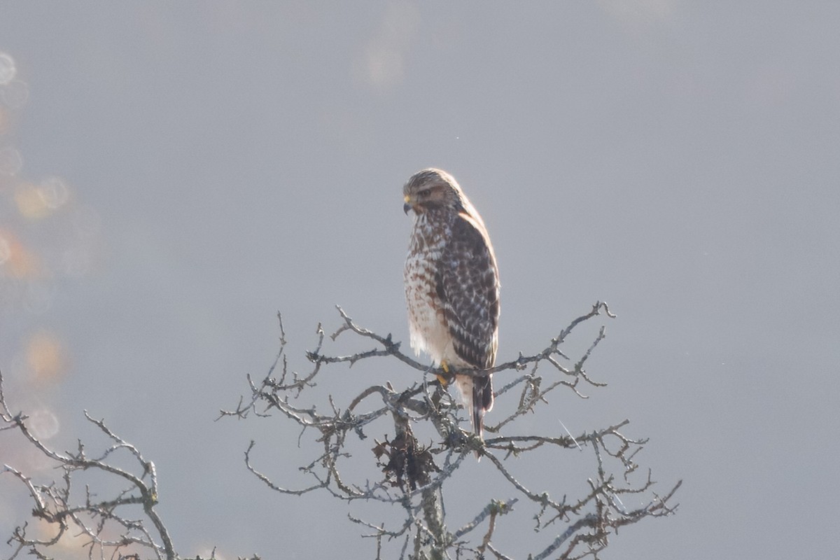 Red-shouldered Hawk - ML612857155