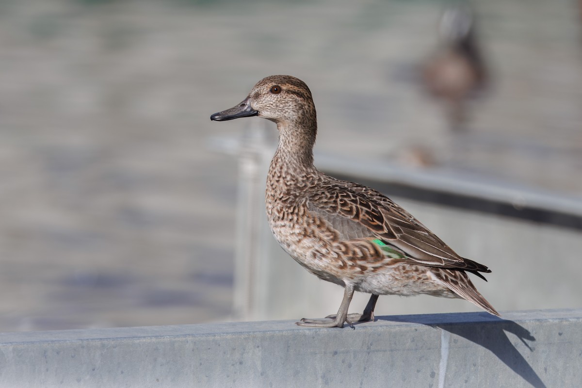 Green-winged Teal - ML612857168