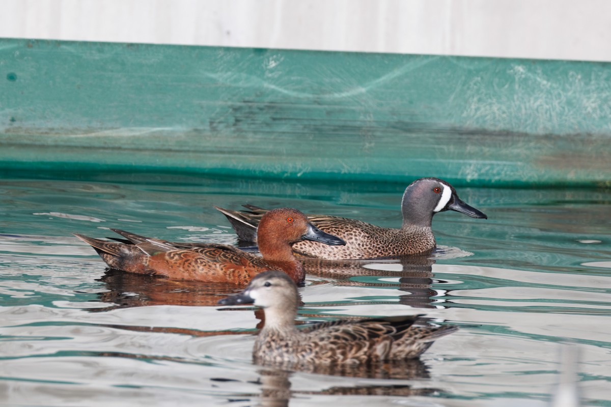 Cinnamon Teal - ML612857170