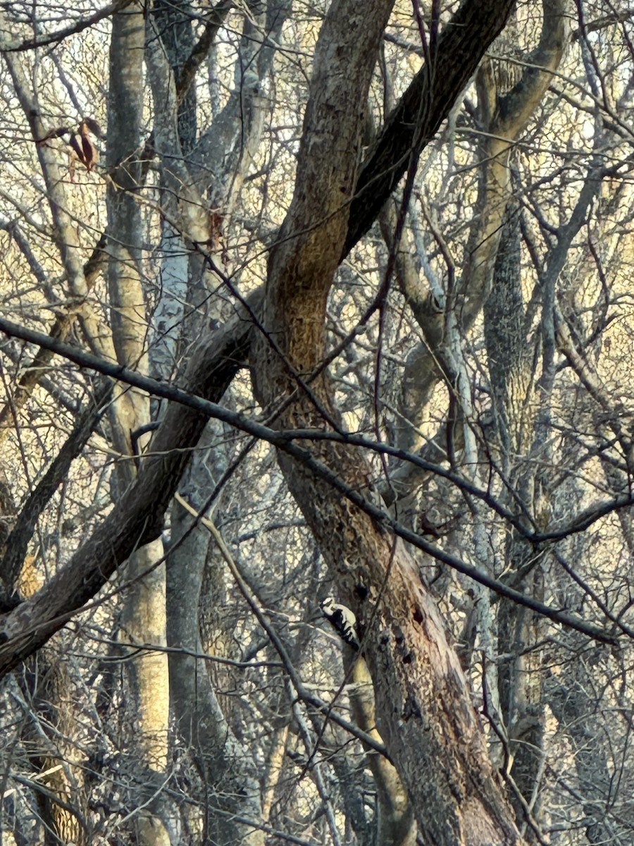 Downy Woodpecker - ML612857273