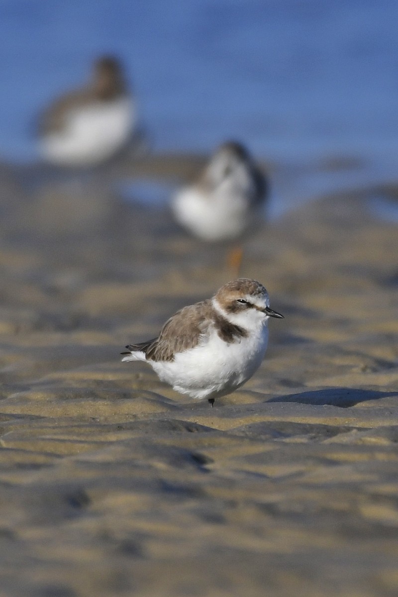 Kentish Plover - ML612857316