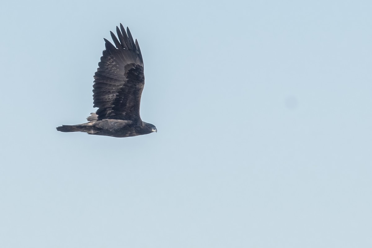 Águila Real - ML612857323