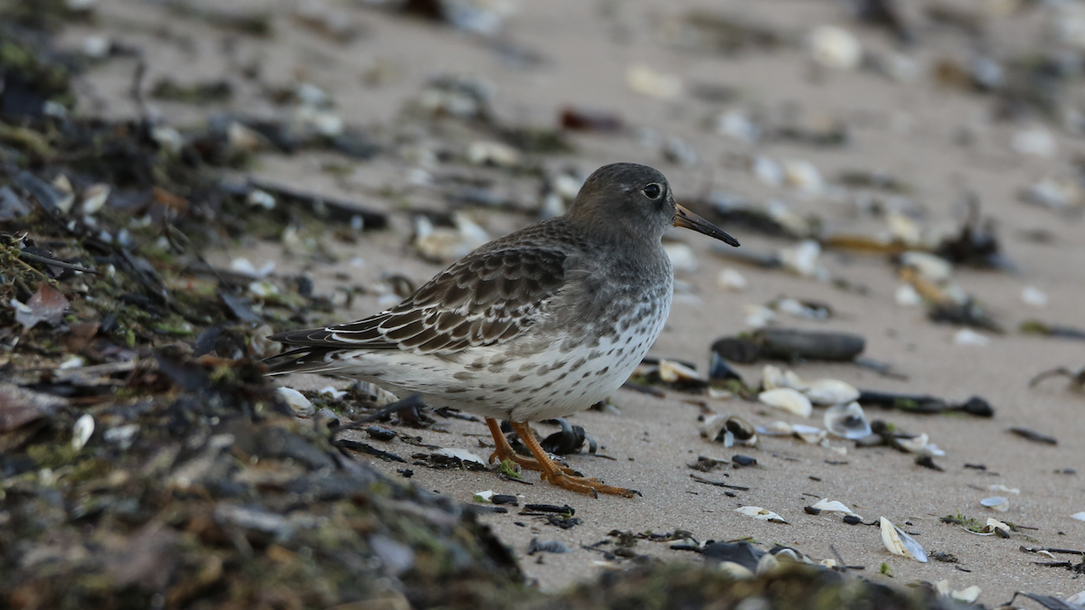 Purple Sandpiper - Johnny Whipple