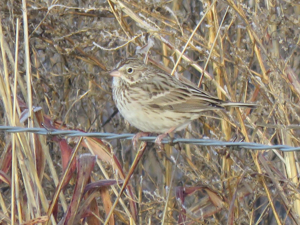 Vesper Sparrow - S. Queen