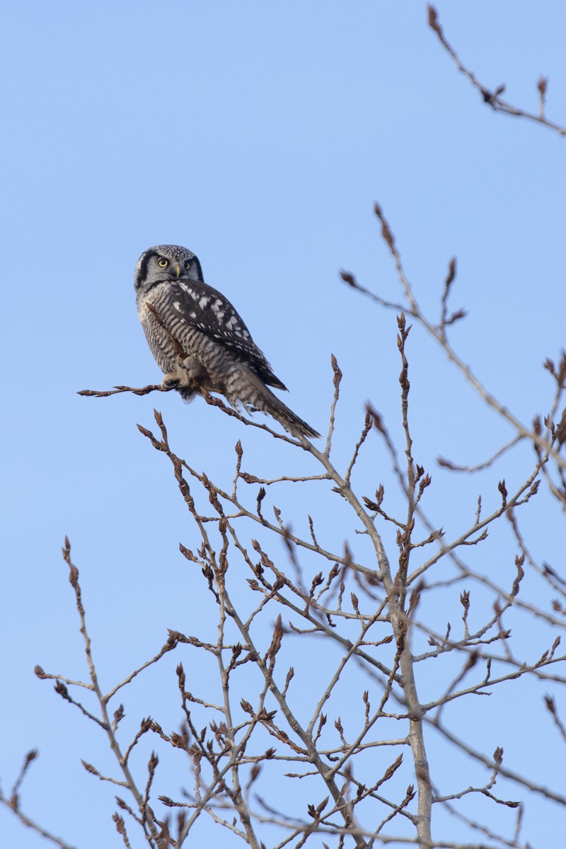 Northern Hawk Owl - Eugene Huryn
