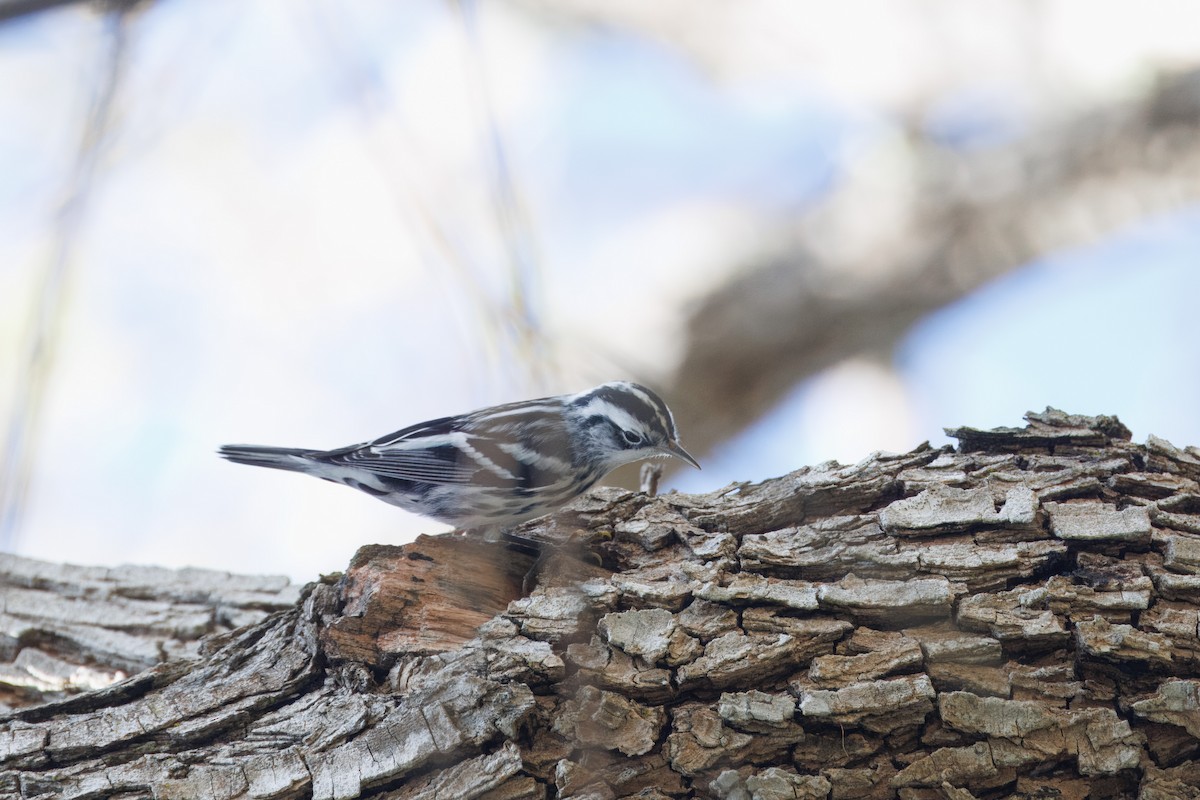 Black-and-white Warbler - ML612857395