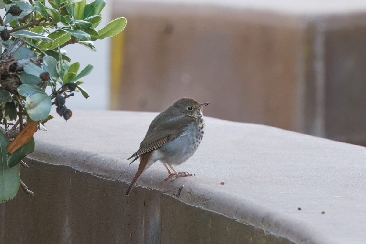 Hermit Thrush - ML612857403