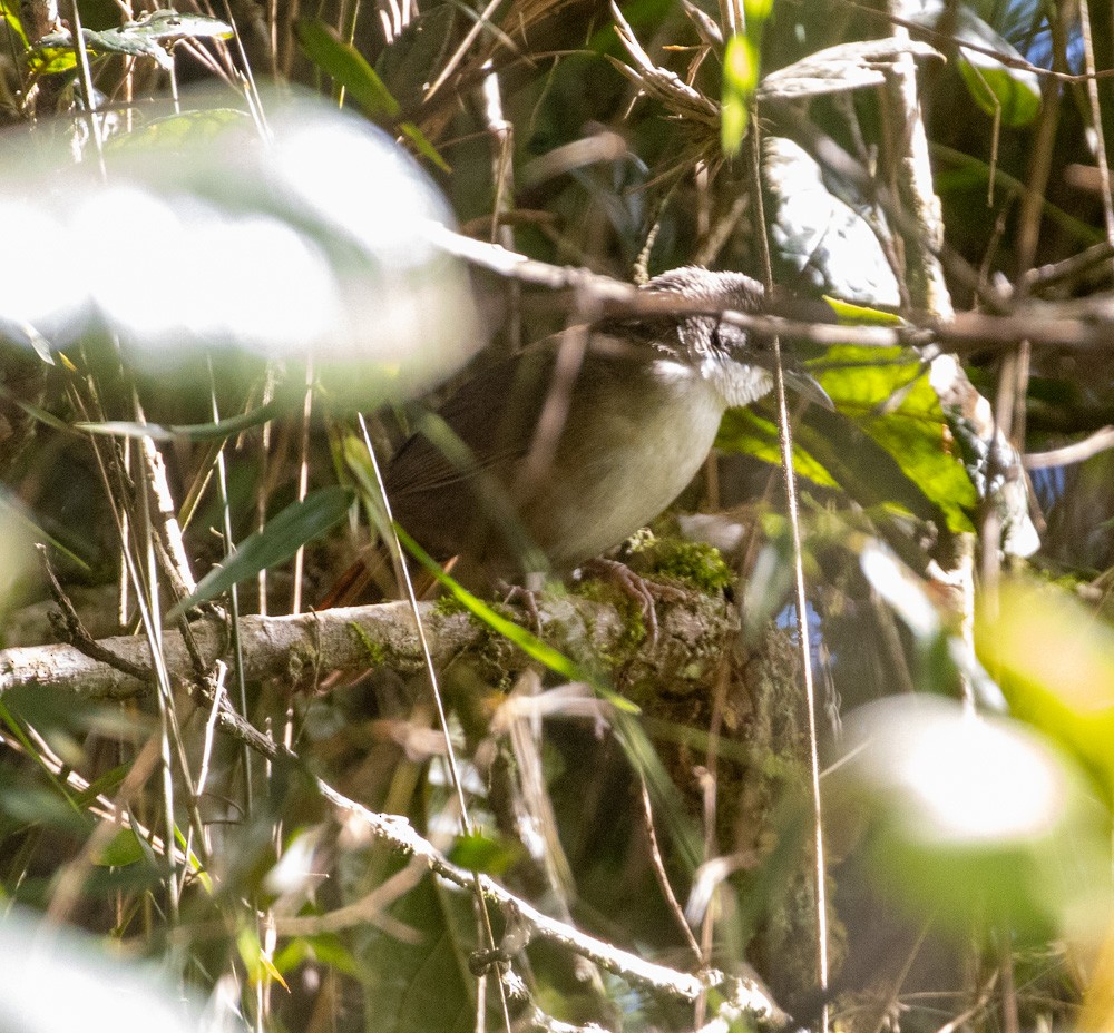 Western Chat-Tanager - ML612857404