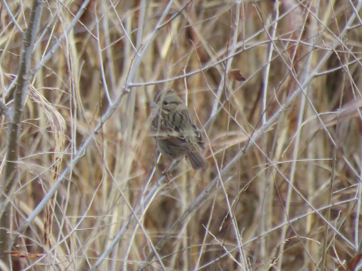 Lincoln's Sparrow - S. Queen