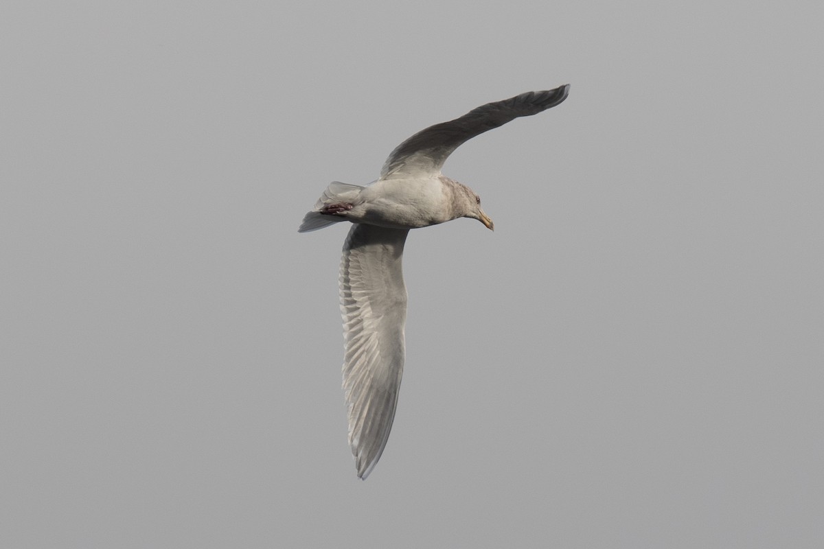 Glaucous-winged Gull - ML612857451