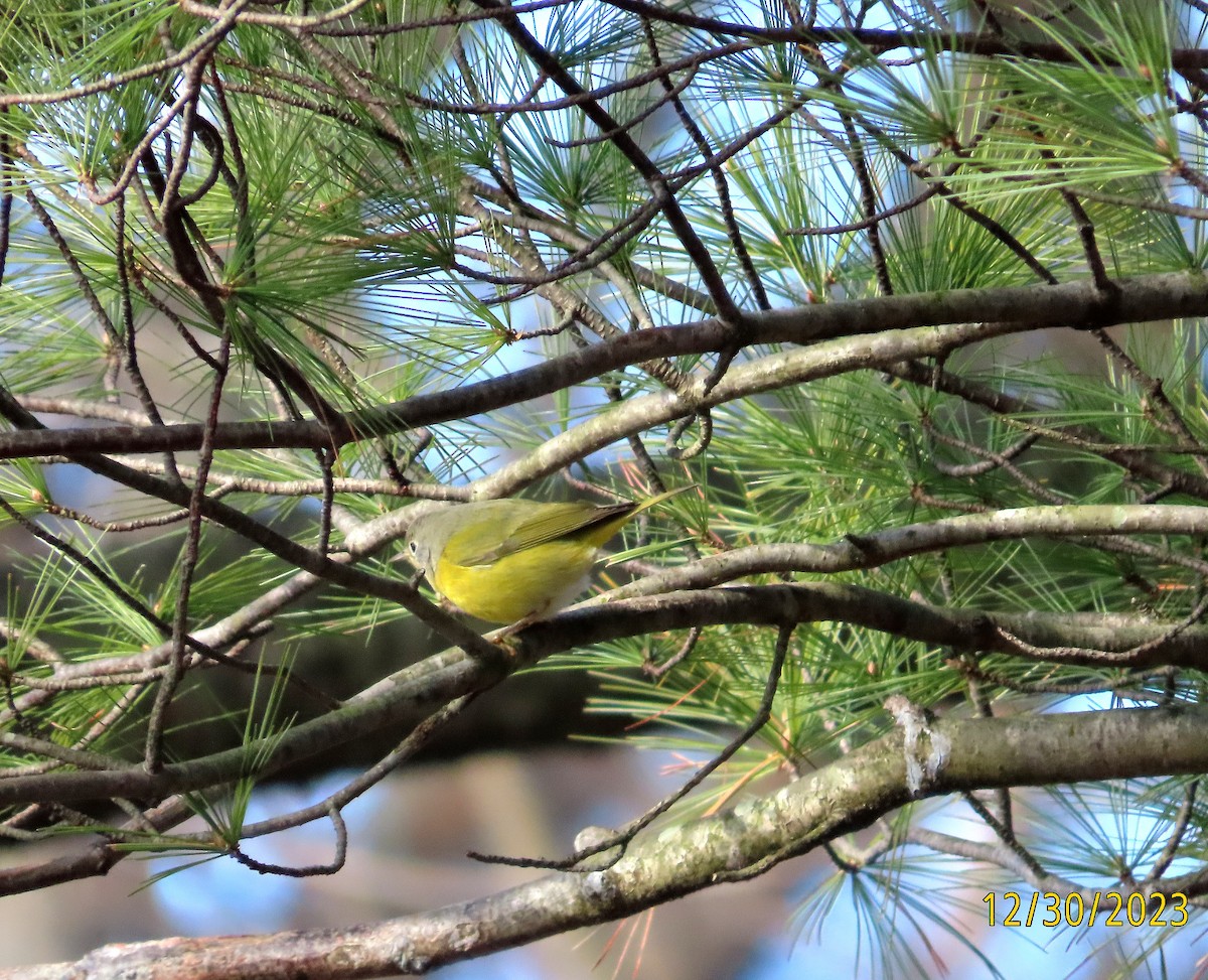 Nashville Warbler - ML612857495